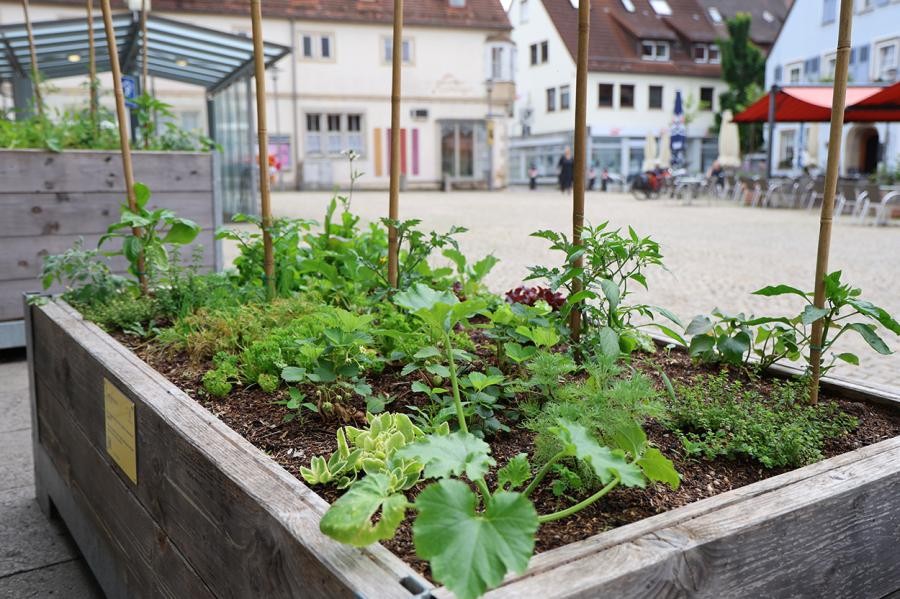 Ein Hochbeet aus Holz bepflanzt mit allerlei Nutzpflanzen