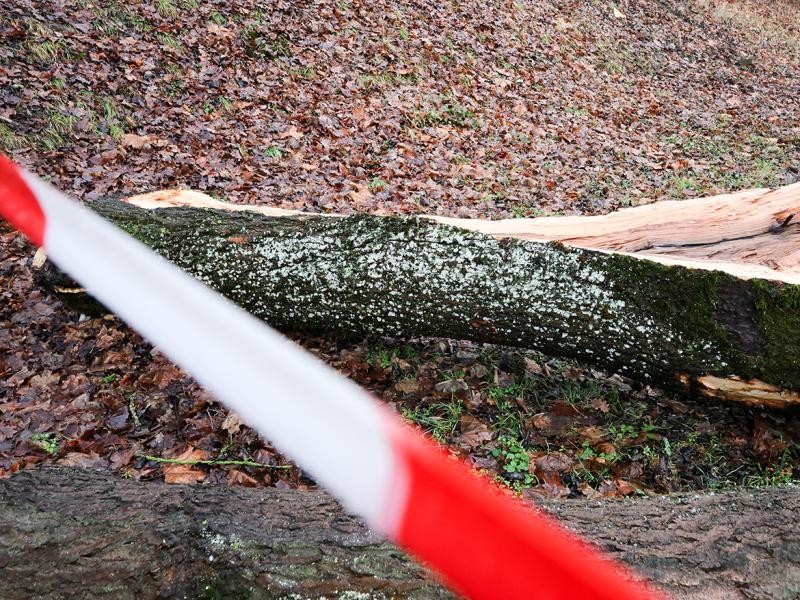 Ein rot-weißes Absperrband, dahinter ein gefällter und gespaltener Baum