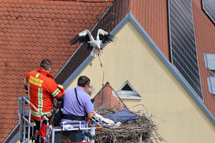 Zei Männer im Korb einer Feuerwehrleiter an einem Storchennest, darüber schwebt ein Storch