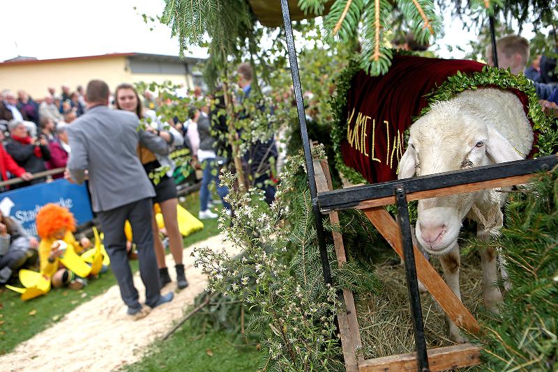 Der Hammel, das Schaf und ein Tanzpaar.