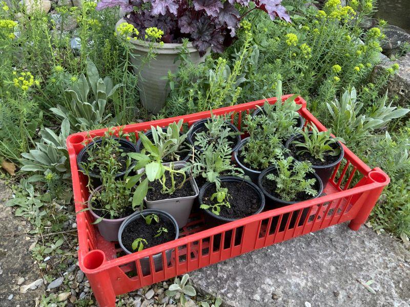 Korb mit verschiedenen Pflanzen