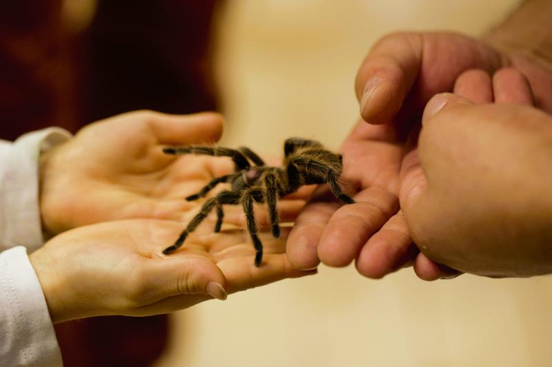 Bild von einer Spinne auf der Hand