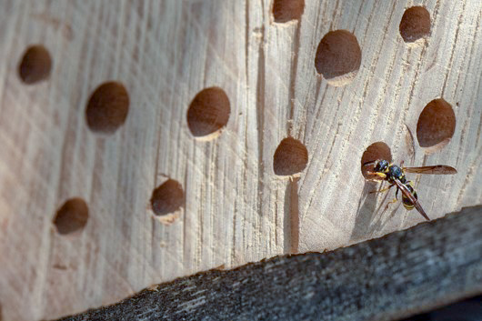 Eine Wildbiene summt um eine Nistmöglichkeit, ein Brett mit vielen Löchern