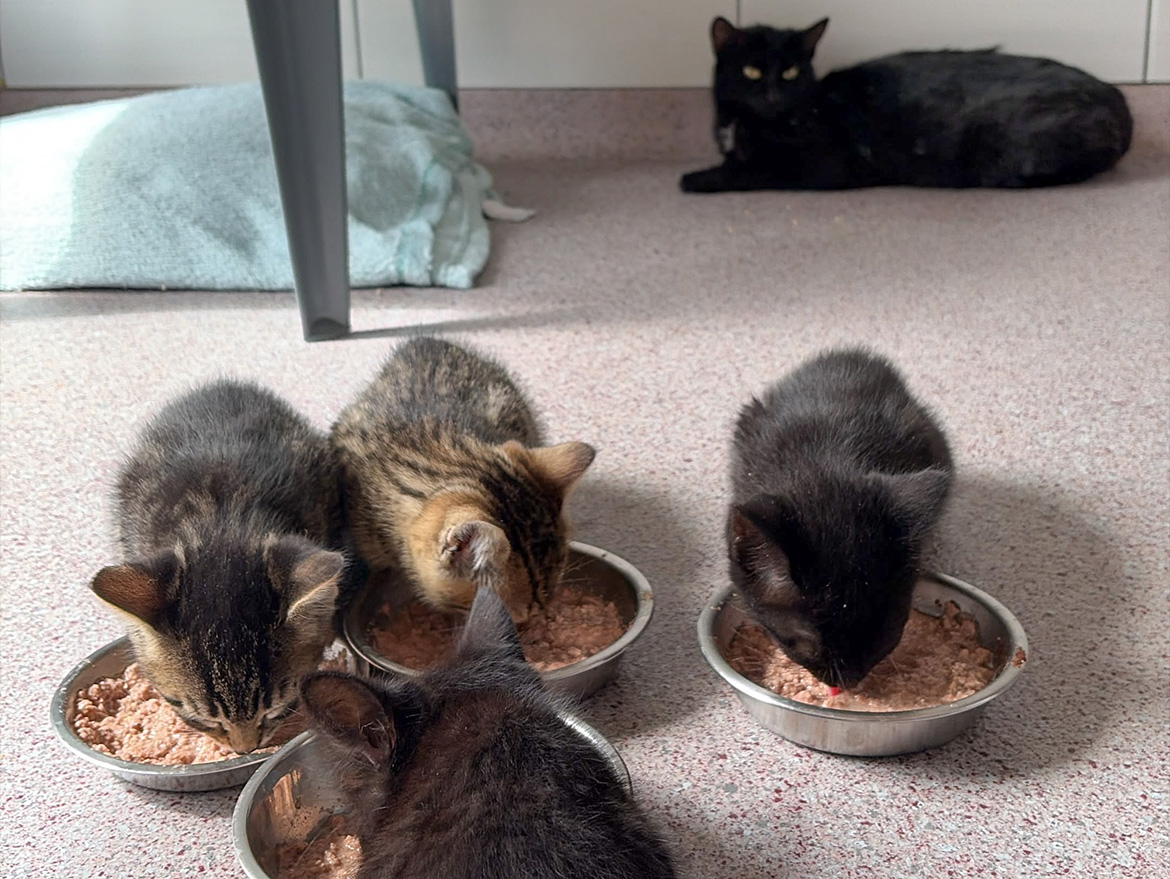 Kleine Katzen beim Fressen, eine große Katze im Hintergrund
