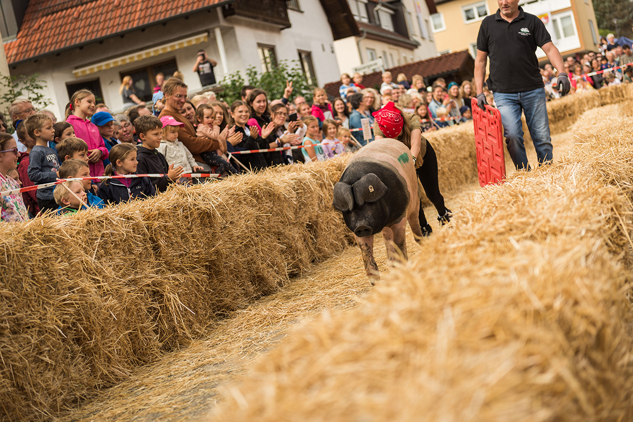Stadtverwaltung Ein Schwein rennt zwischen Strohlballen vor einem Mann.