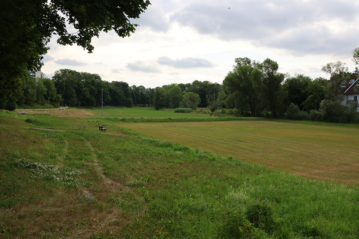 eine grüne Aue mit Bäumen